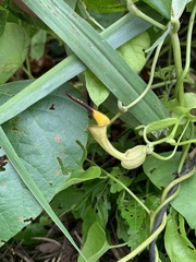Aristolochia clematitis