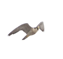 Falco peregrinus