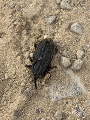 Sphenophorus australis