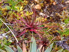 Lysipomia multiflora