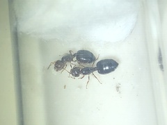 Crematogaster rogenhoferi