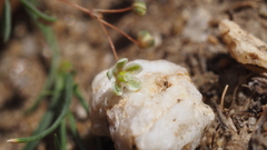 Hypertelis umbellata