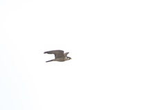 Falco peregrinus