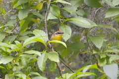 Basileuterus rufifrons