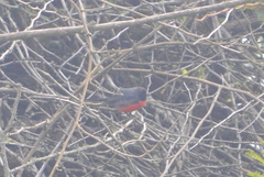 Myioborus miniatus