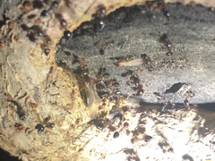 Crematogaster rogenhoferi