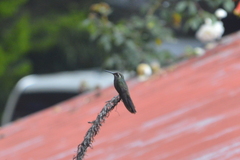 Lampornis clemenciae