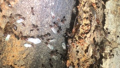 Crematogaster rogenhoferi