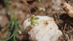 Hypertelis umbellata