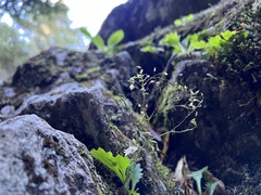 Micranthes petiolaris