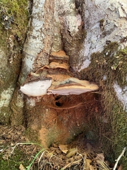Ganoderma pfeifferi