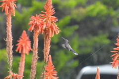 Lampornis clemenciae