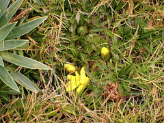 Hypochaeris sessiliflora