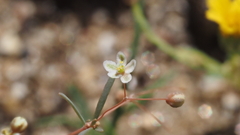 Hypertelis umbellata