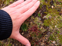 Lysipomia multiflora