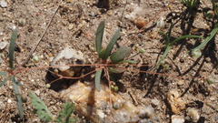 Hypertelis umbellata