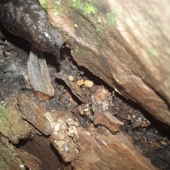 Megapallifera mutabilis