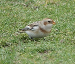 Plectrophenax nivalis