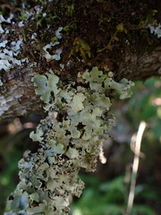 Cetrelia cetrarioides