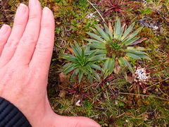 Lysipomia multiflora