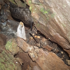 Megapallifera mutabilis