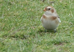 Plectrophenax nivalis