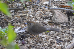 Catharus occidentalis