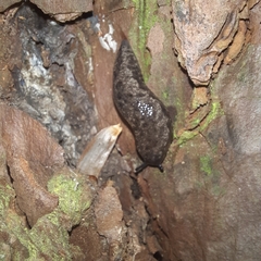 Megapallifera mutabilis