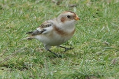 Plectrophenax nivalis