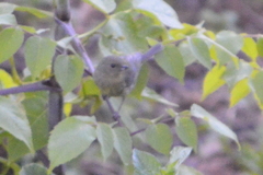 Diglossa baritula