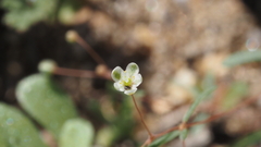 Hypertelis umbellata
