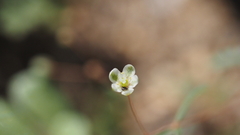 Hypertelis umbellata