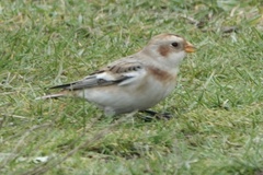 Plectrophenax nivalis