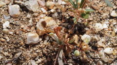 Hypertelis umbellata