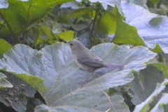 Diglossa baritula