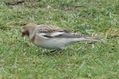 Plectrophenax nivalis