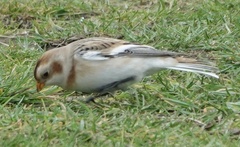 Plectrophenax nivalis