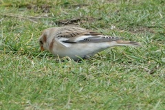 Plectrophenax nivalis