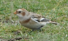 Plectrophenax nivalis