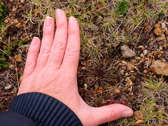 Lysipomia multiflora