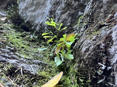 Micranthes petiolaris