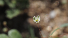 Hypertelis umbellata