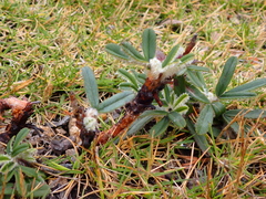 Polylepis