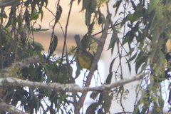 Cardellina canadensis