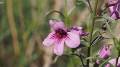 Penstemon thurberi
