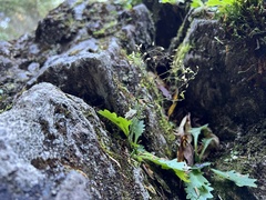 Micranthes petiolaris