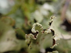 Cetrelia cetrarioides