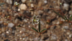 Hypertelis umbellata