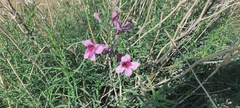 Penstemon thurberi