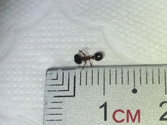 Pheidole malinsii